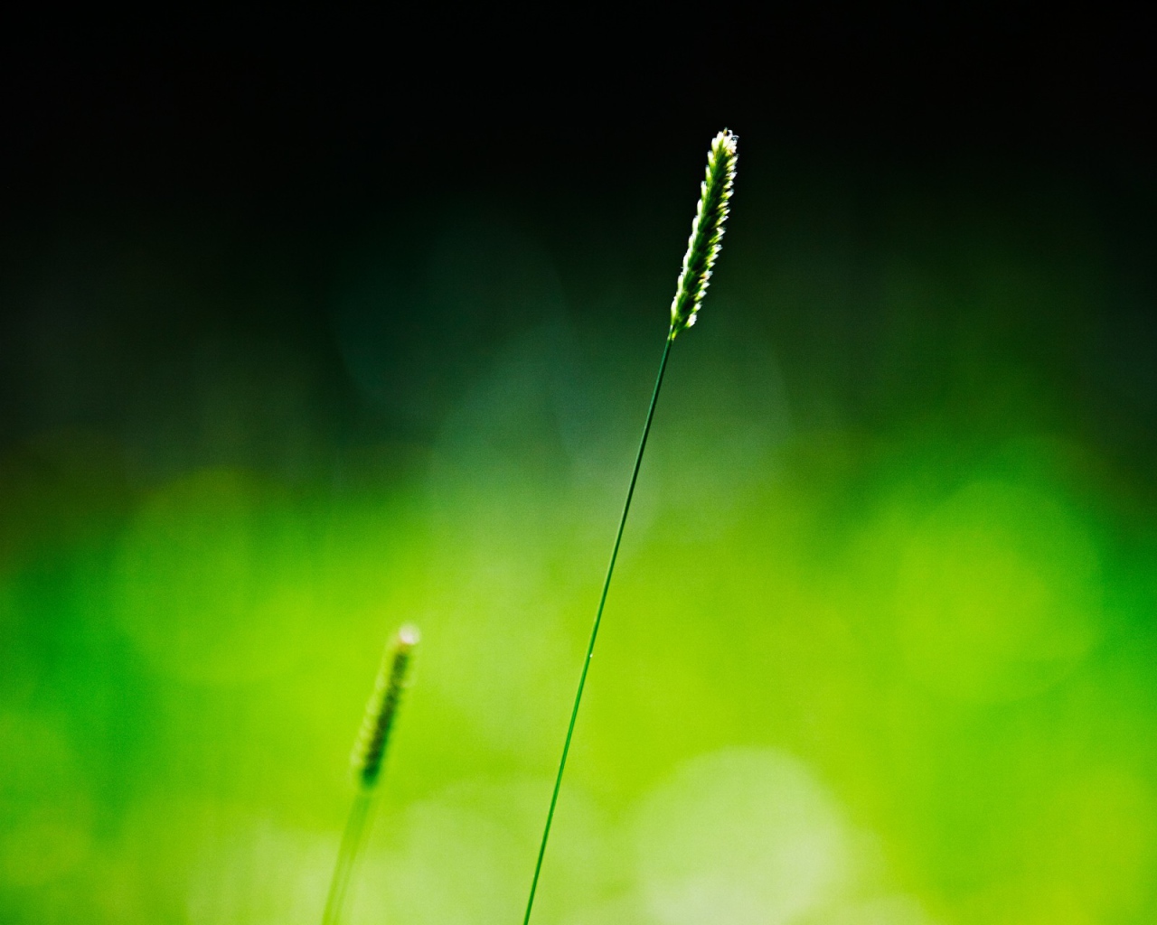 Одинокий зеленый колосок