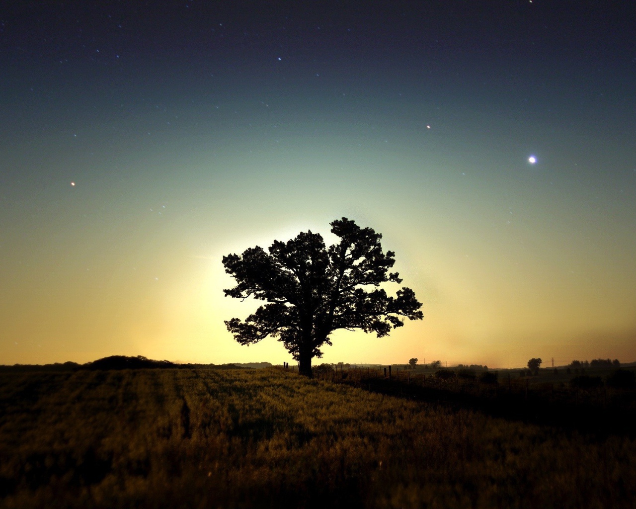 Одинокое дерево в поле