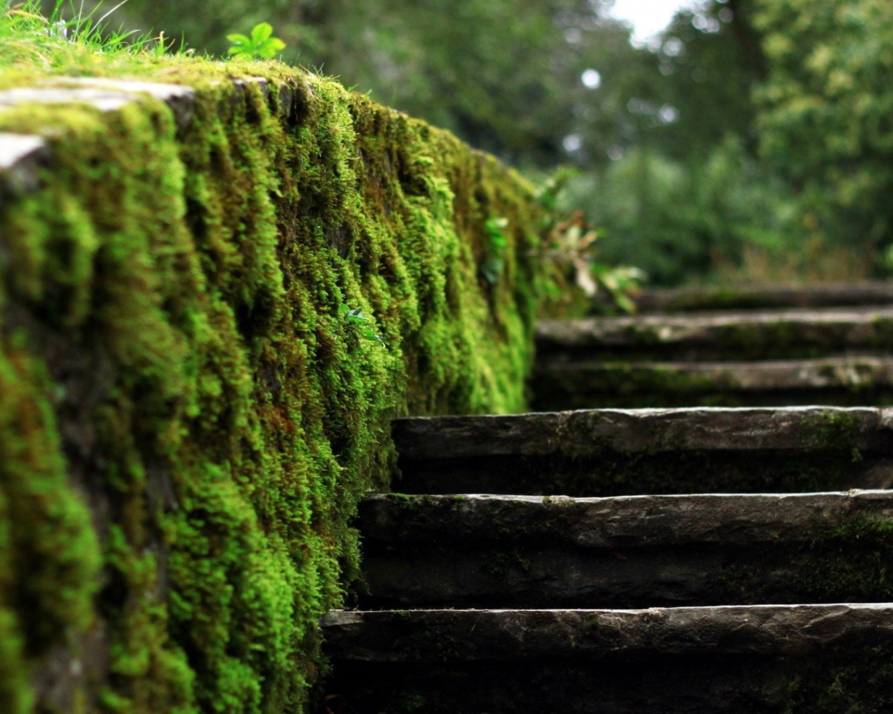 Мох на краю каменной лестницы