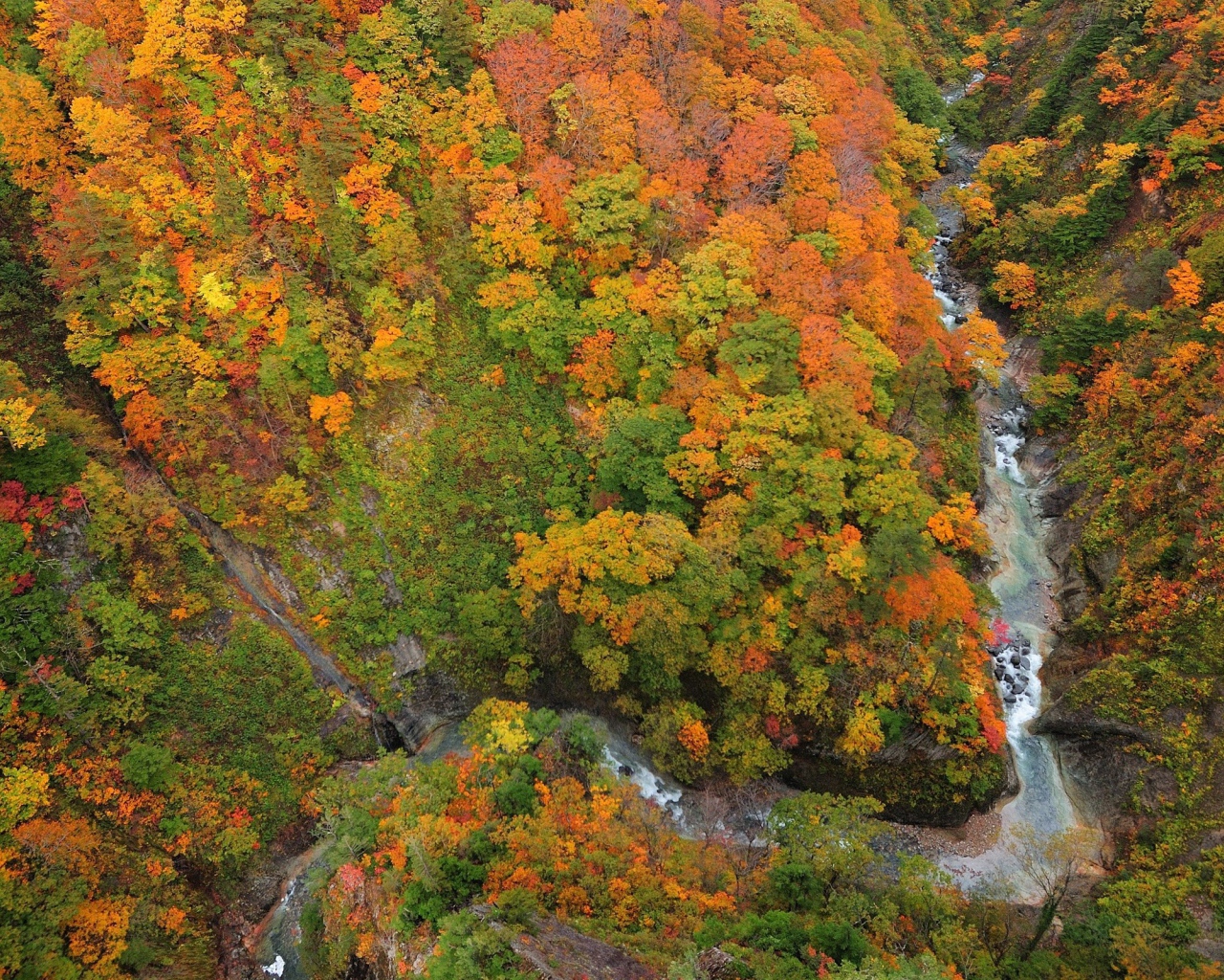 Горный поток среди леса