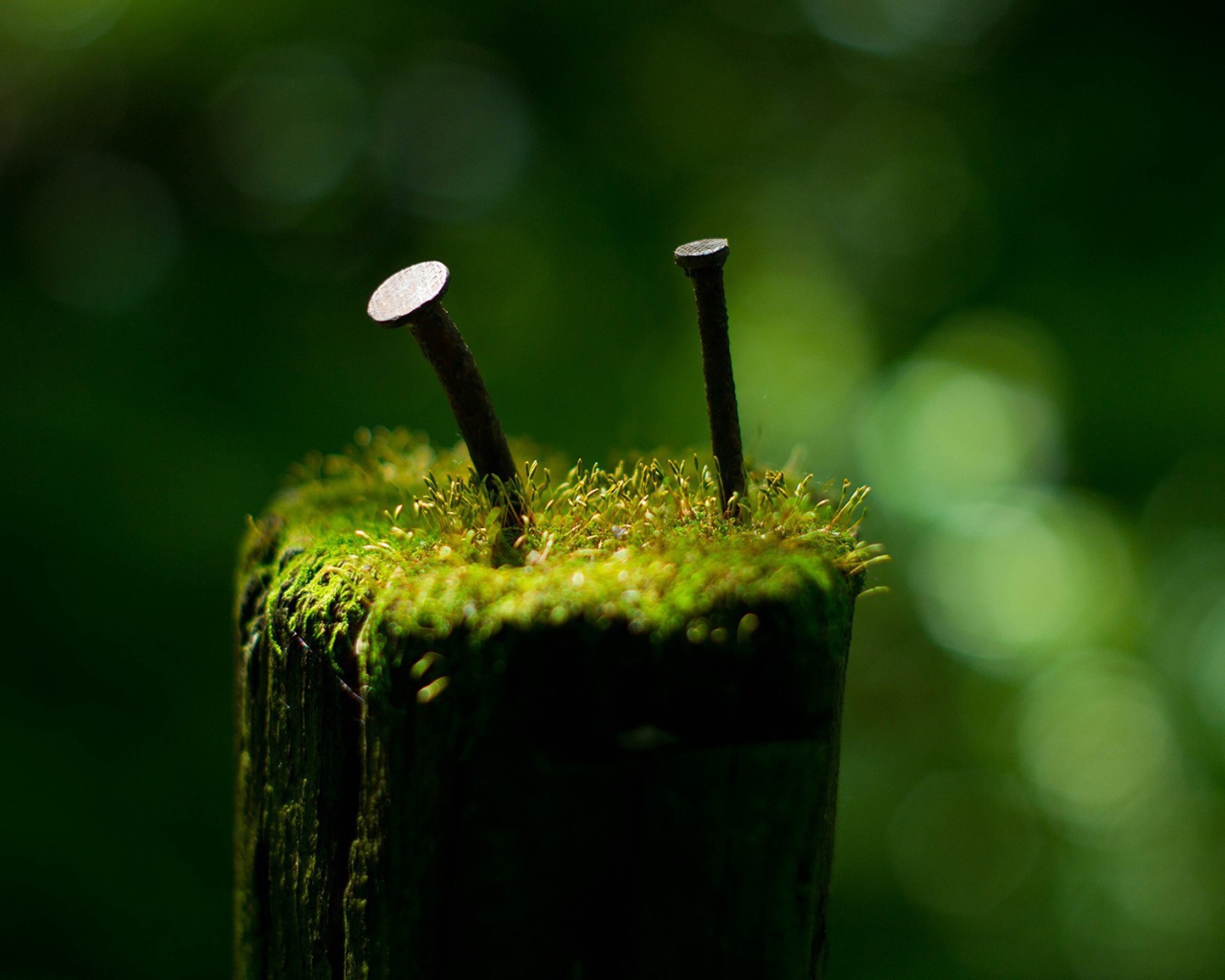 Гвозди среди мха на пеньке