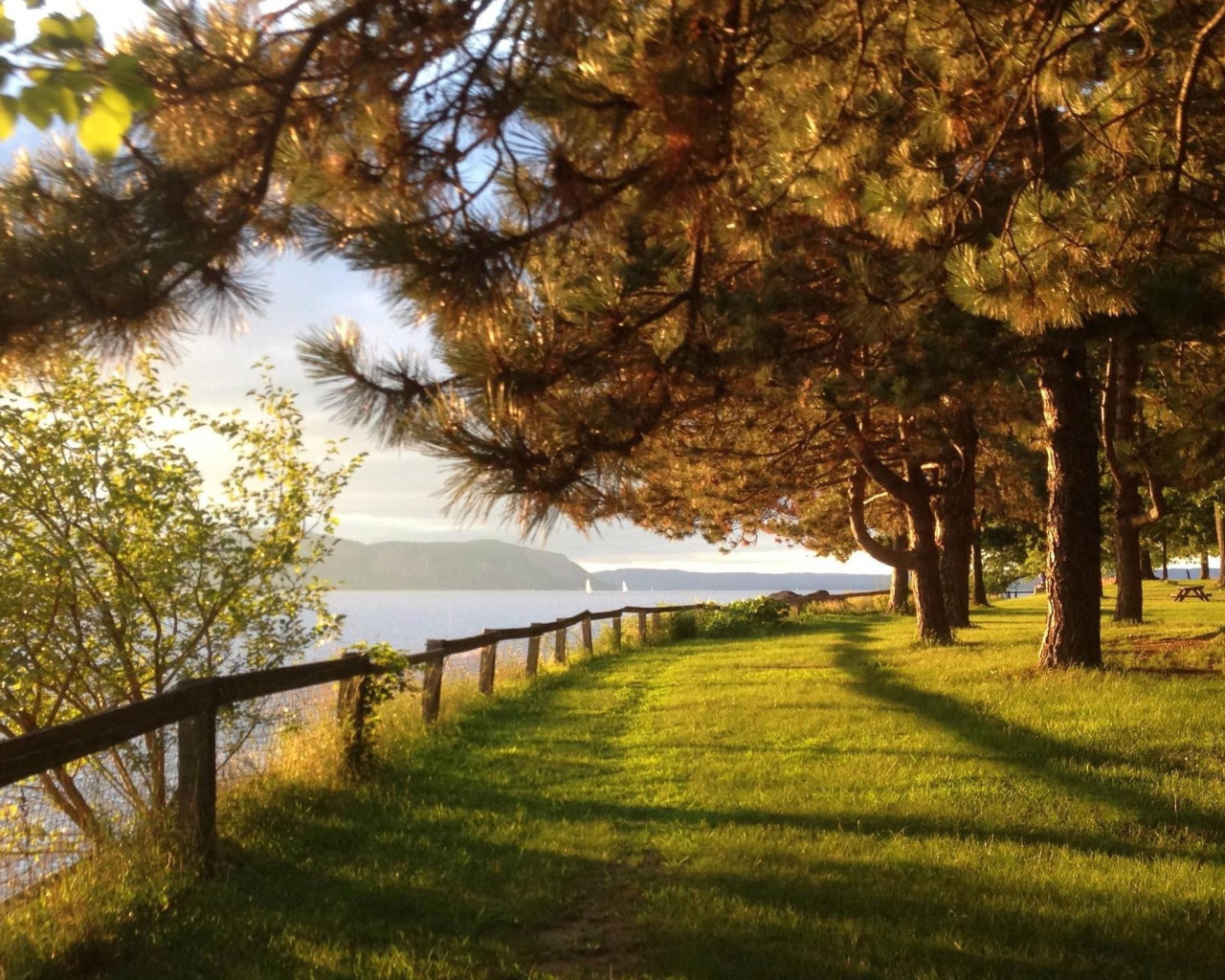 Парк с хвойными деревьями