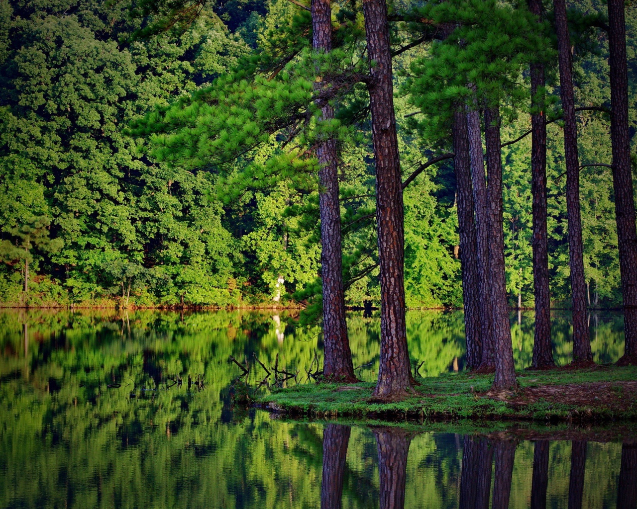 Сосны у самой воды на островке среди озера