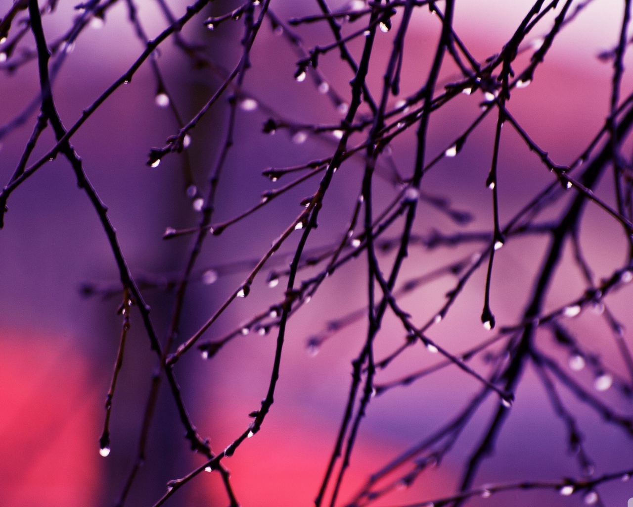 Капли дождя на концах веток дерева