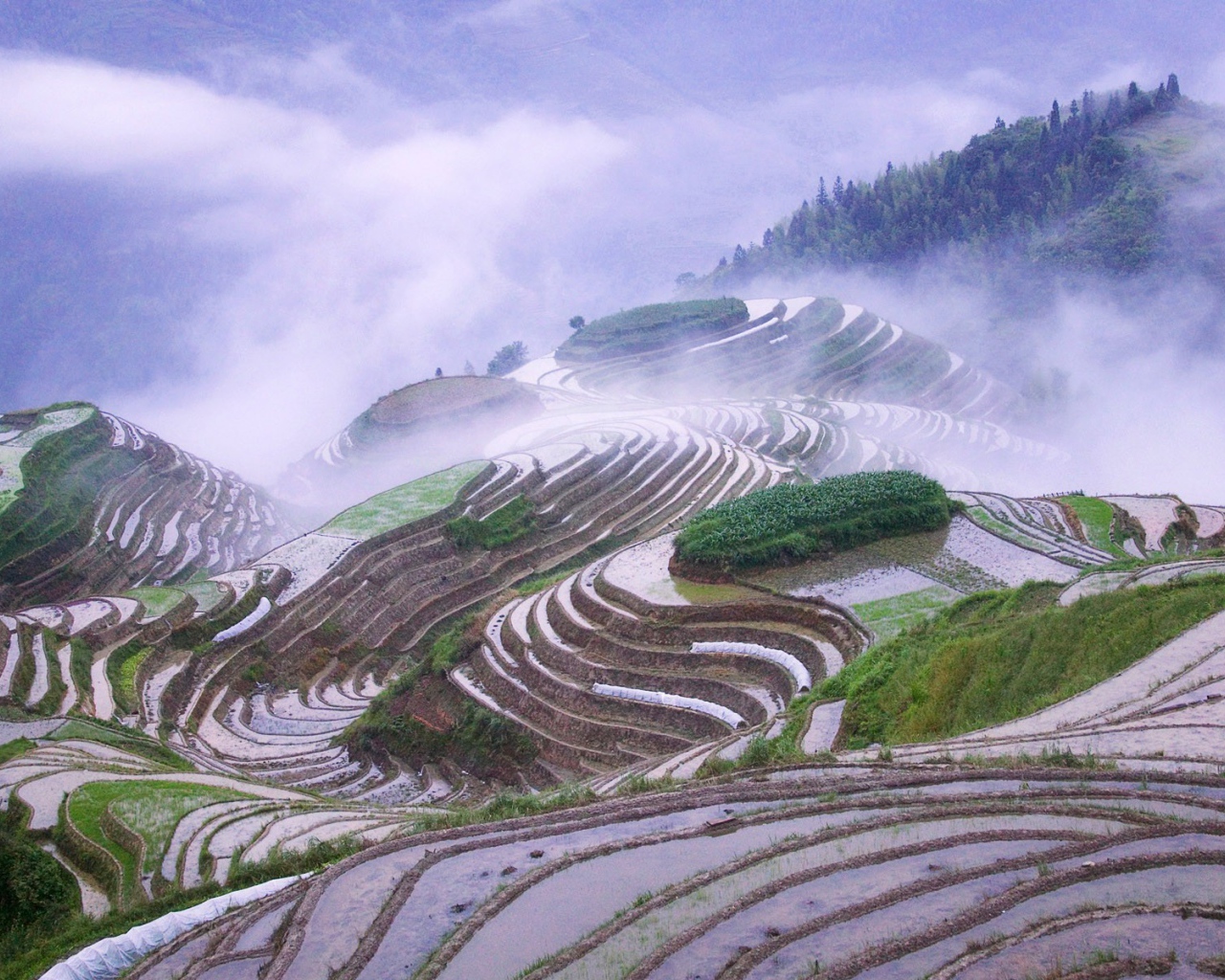 Рисовые поля террасы