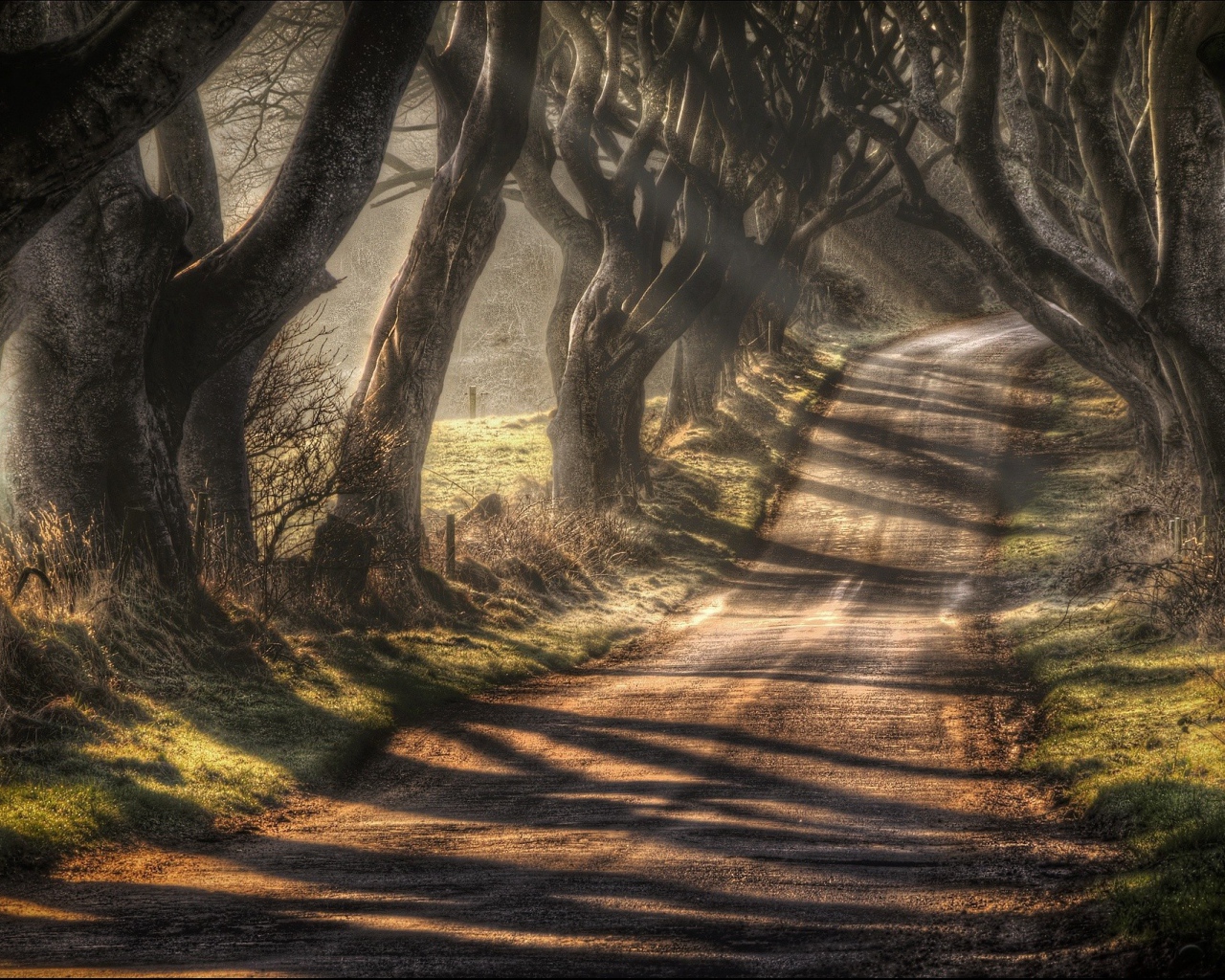 Дорога в окружении старых деревьев