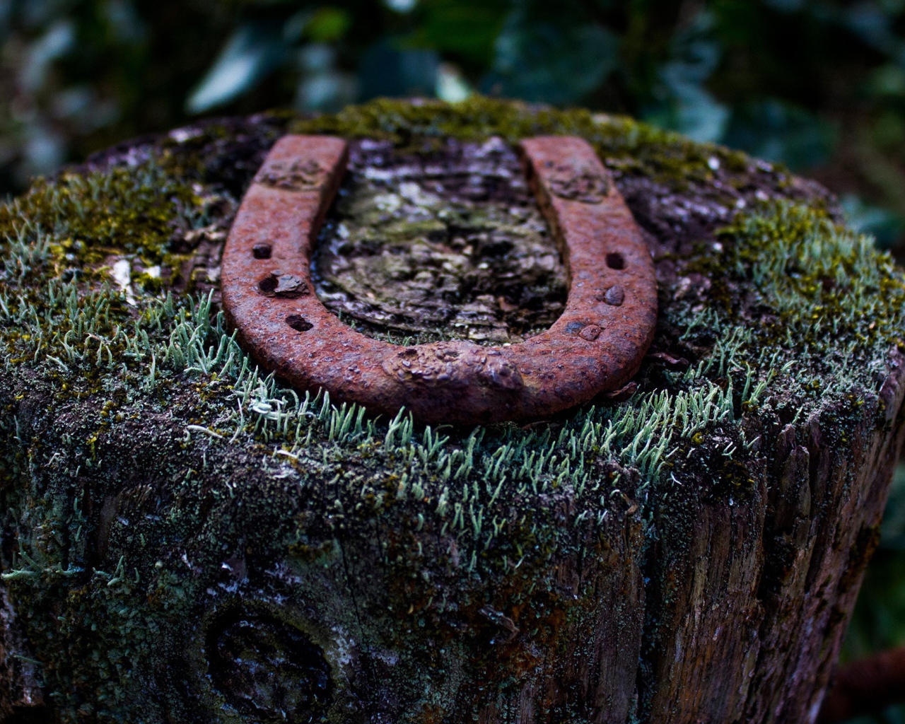 Ржавая подкова на пеньке