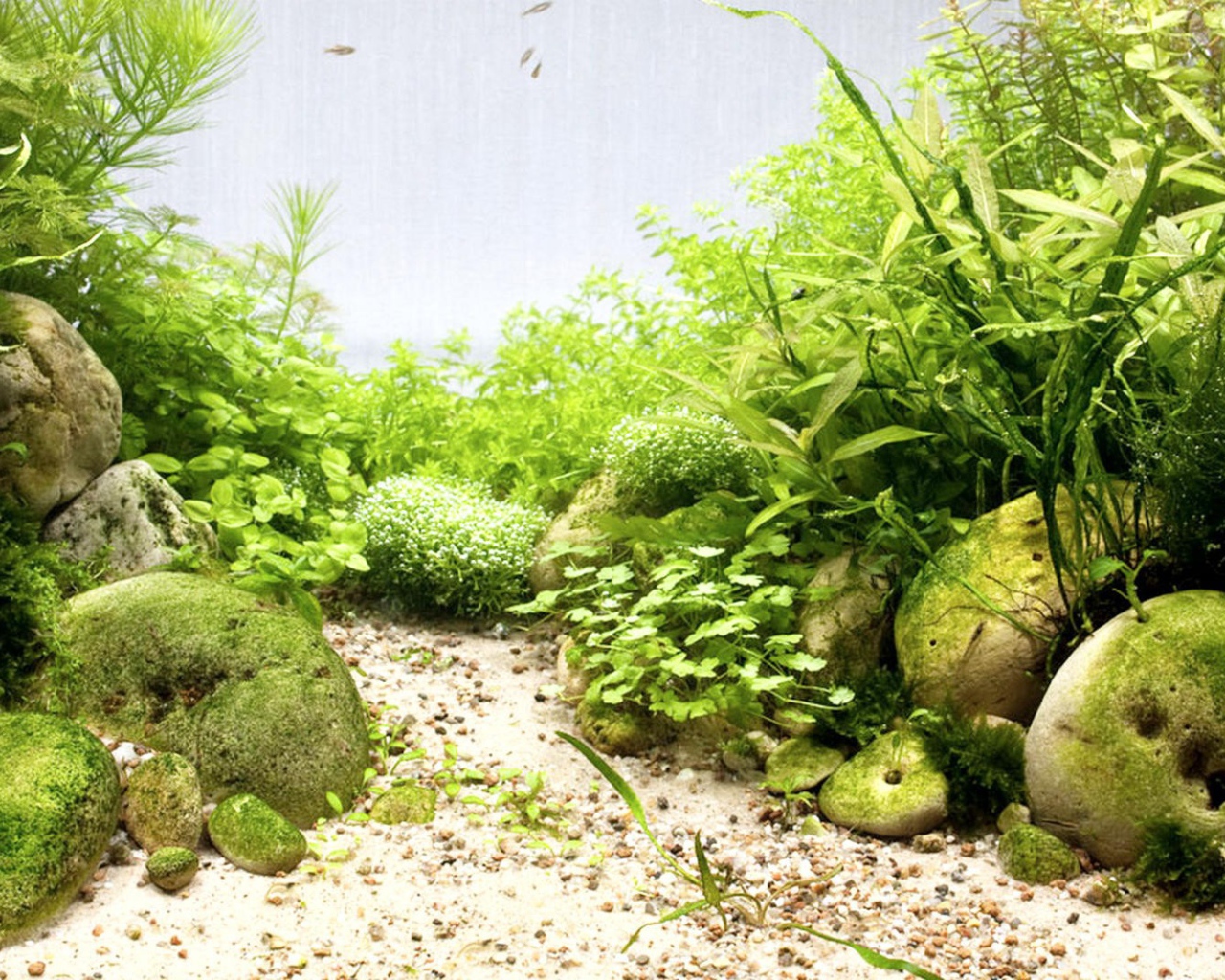 Гладкие камни среди водорослей