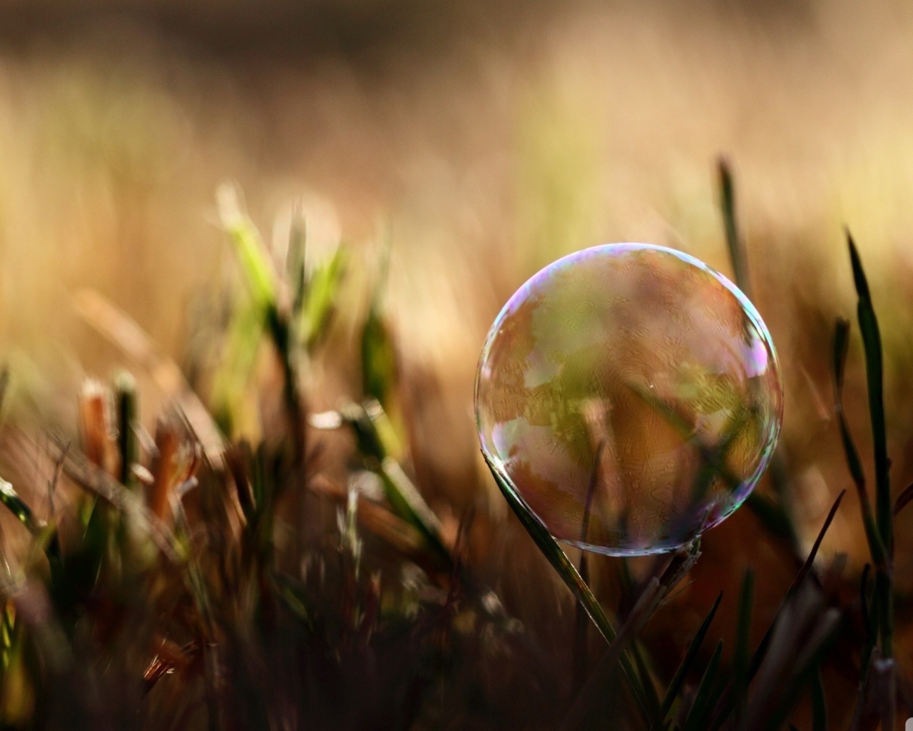 Мыльный пузырь на траве