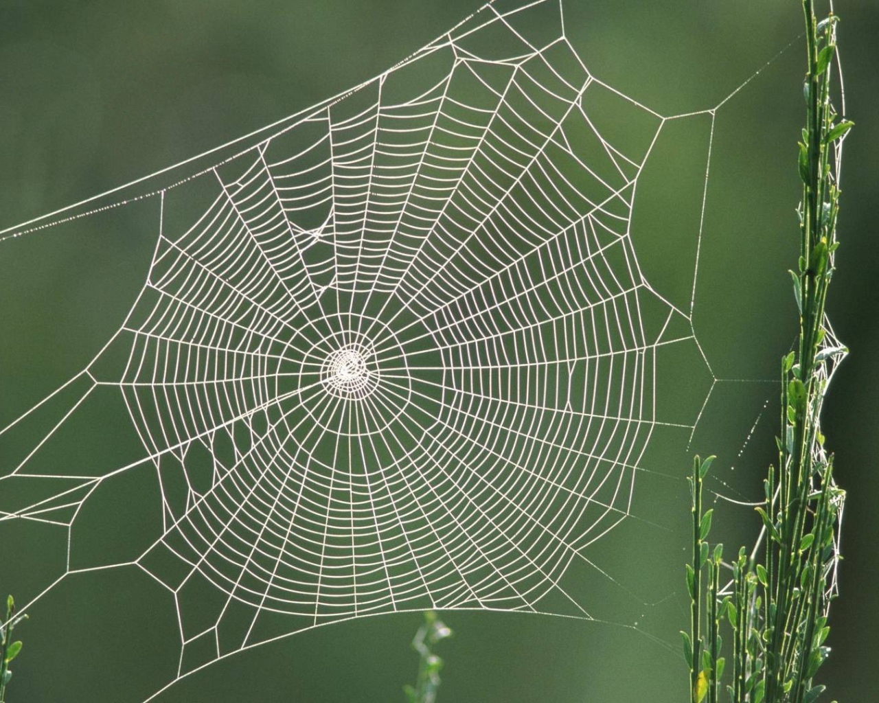 Паутина между двух зеленых стеблей