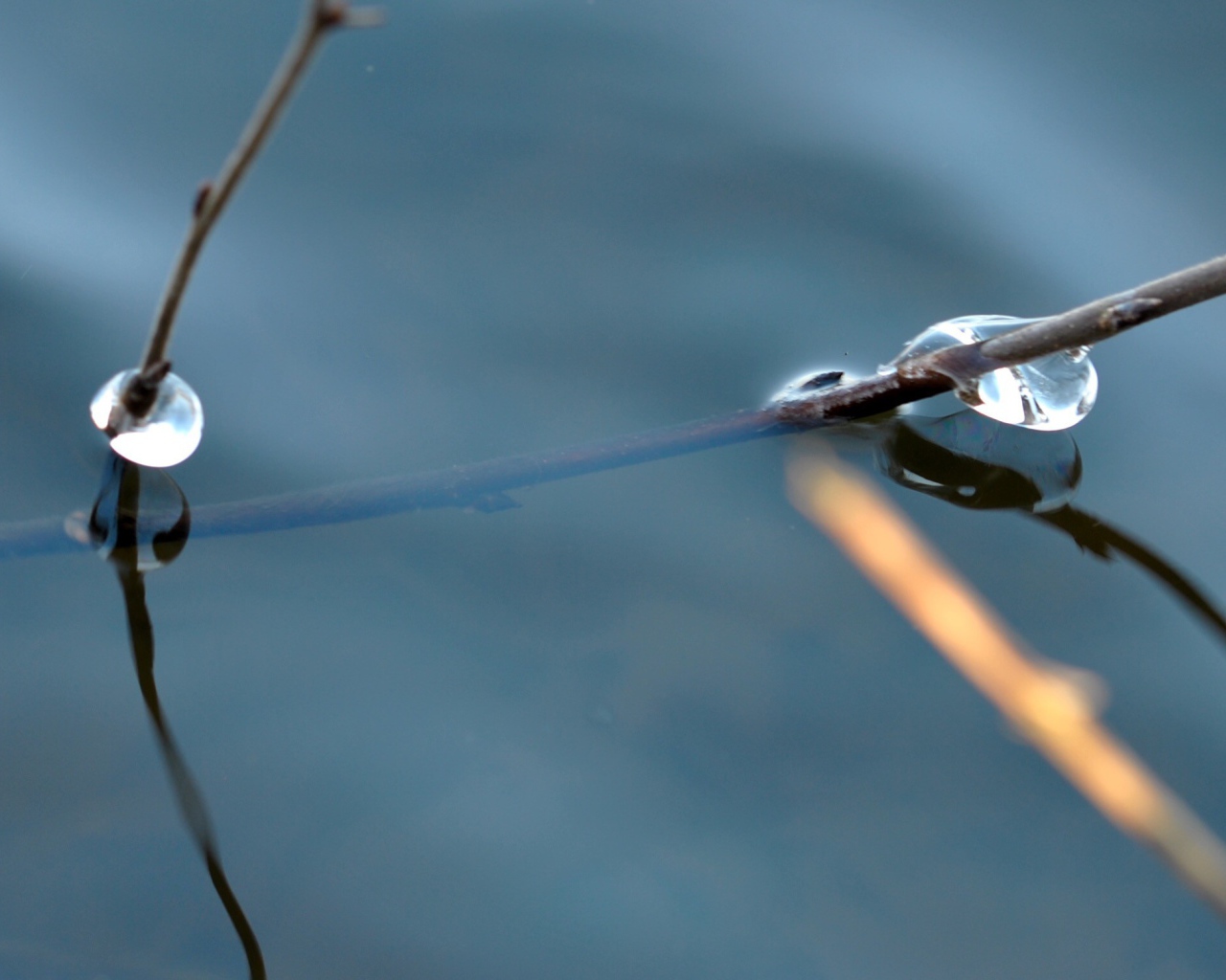 Веточка дерева в воде