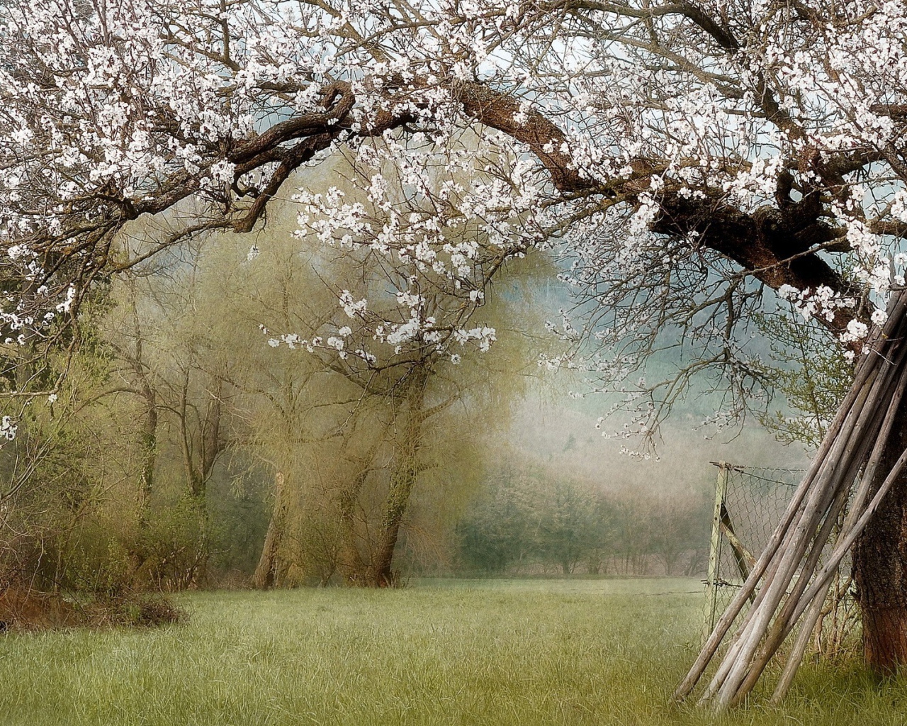 Палки у ствола цветущего дерева