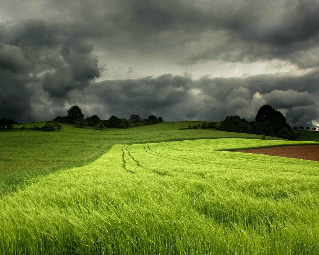 Грозовые тучи над полем зеленой пшеницы