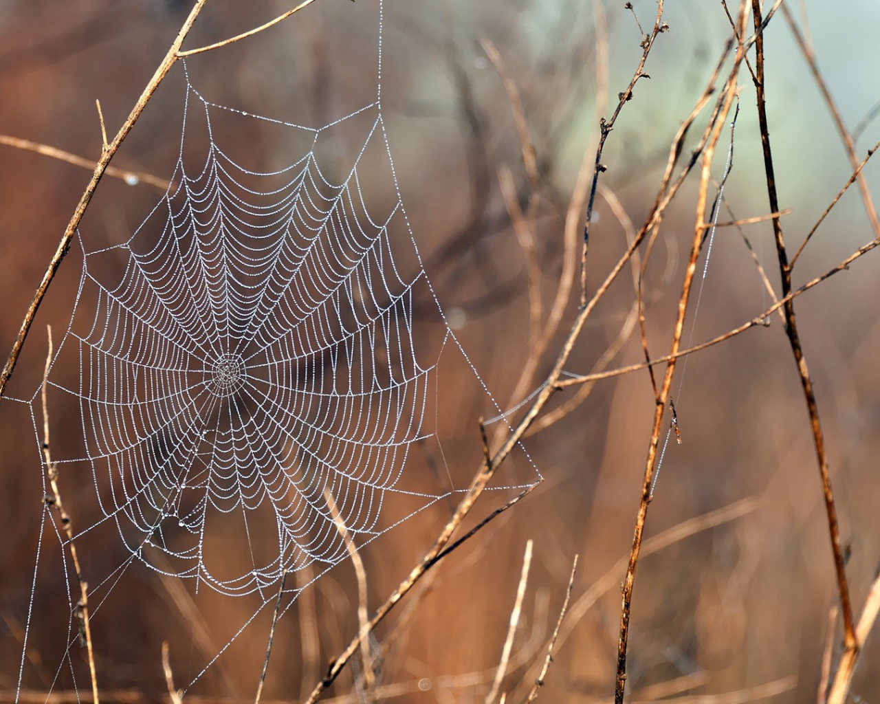 Нити паутины среди сухих веток