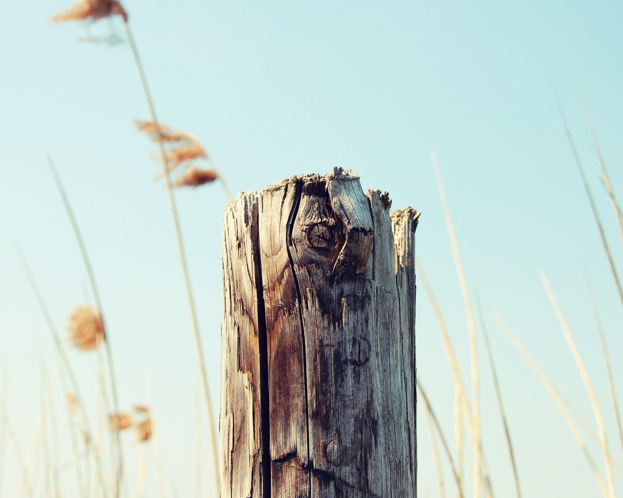 Пенек на фоне неба