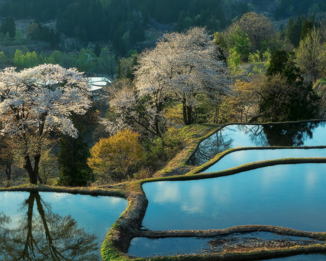 Террасы покрытые водой и цветущие деревья