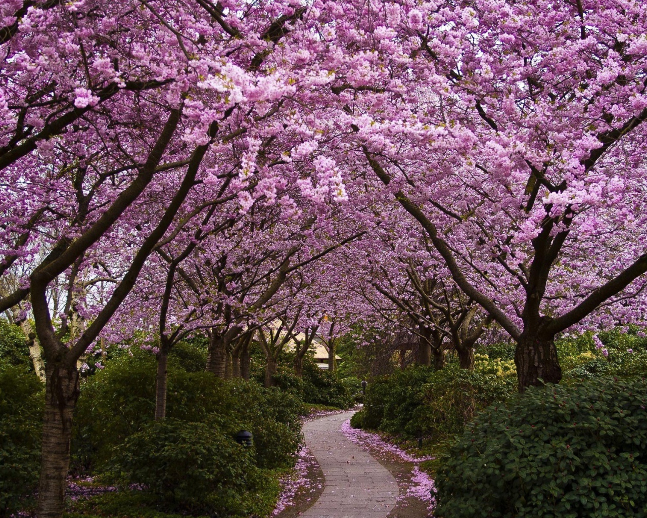 Тропинка в саду с цветущей сакурой
