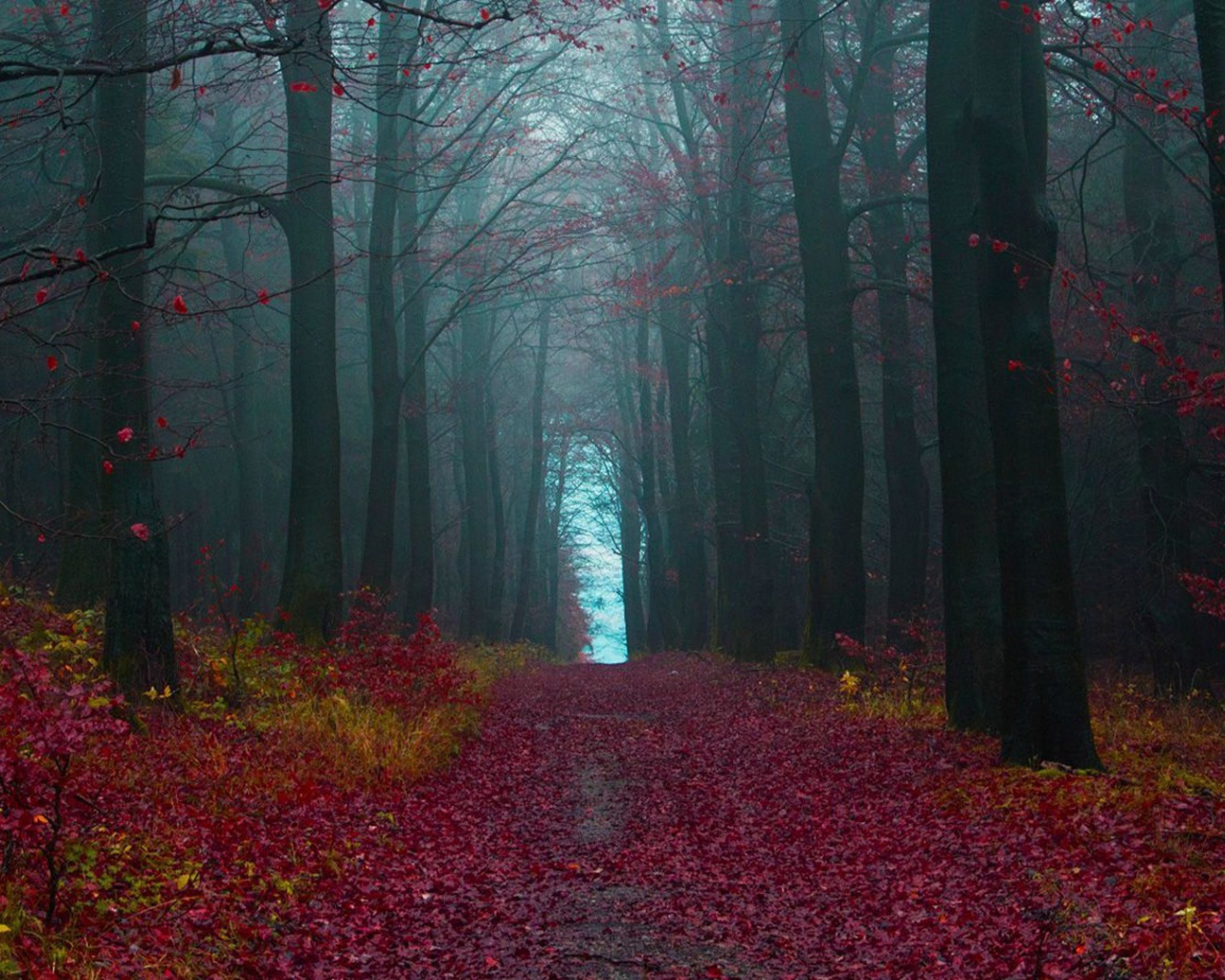 Тропа в лесу покрытая красными листьями