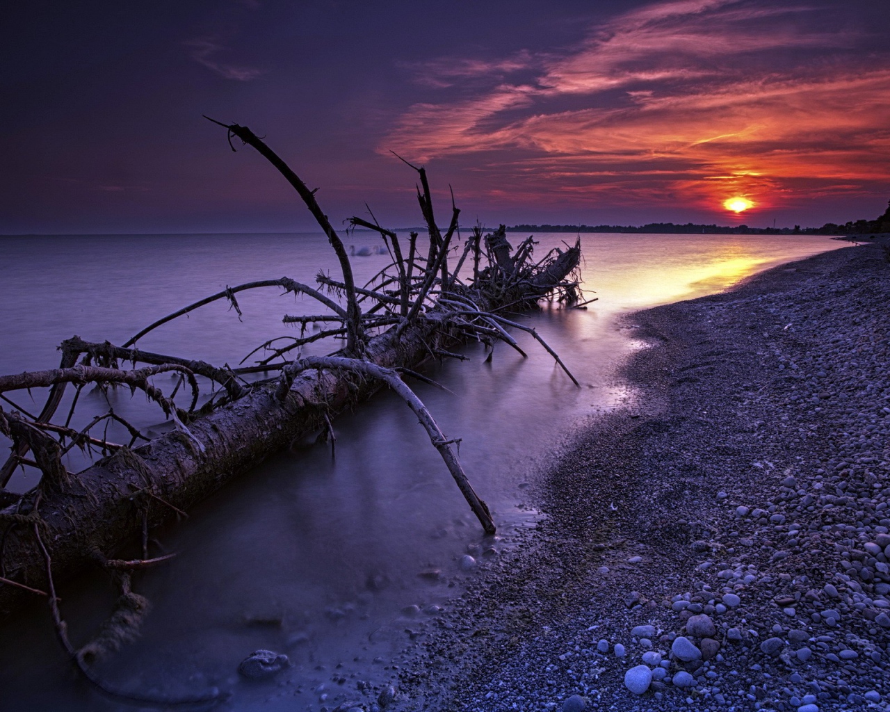 Ствол дерева прибило к берегу