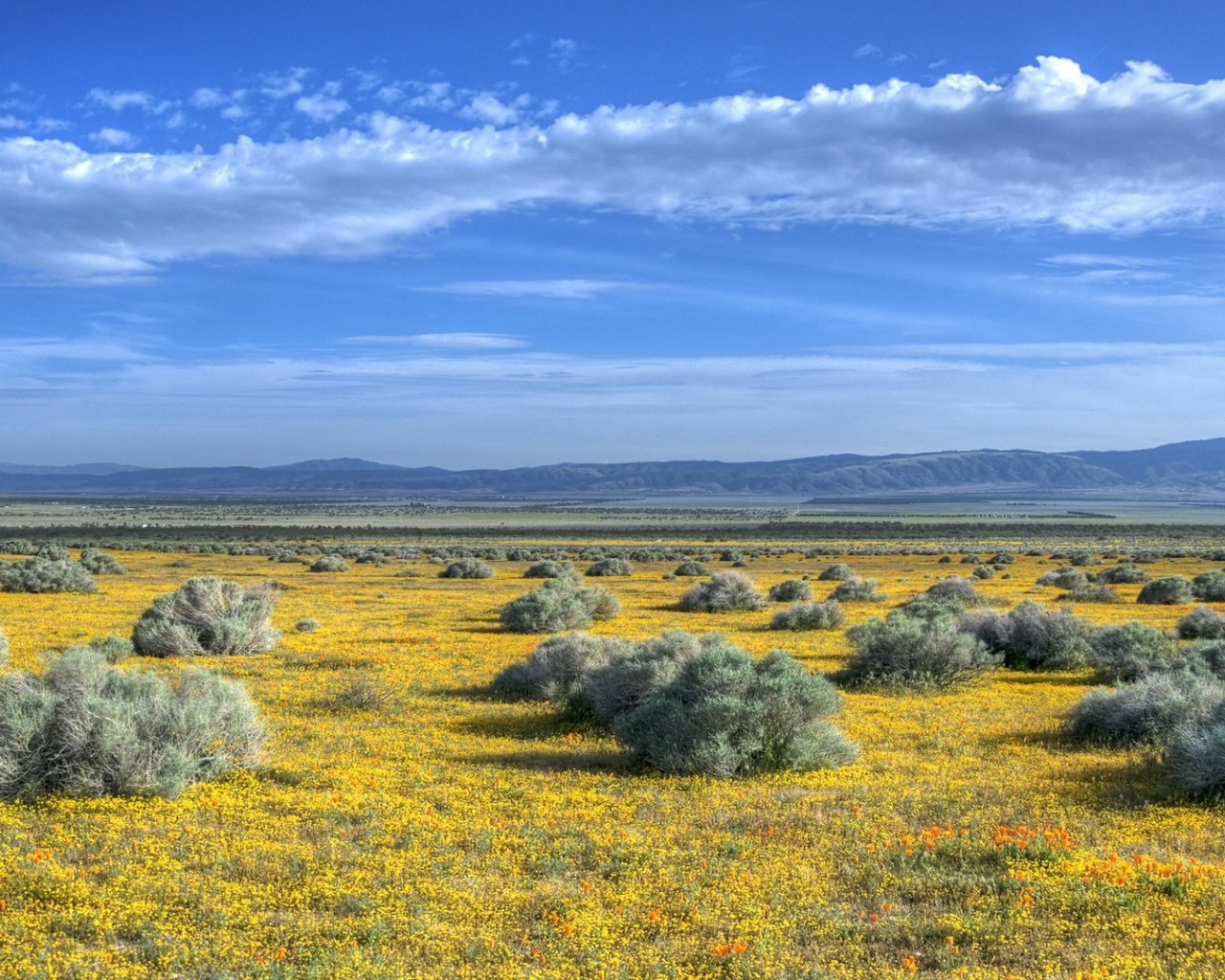 Растительность на равнине в предгорье
