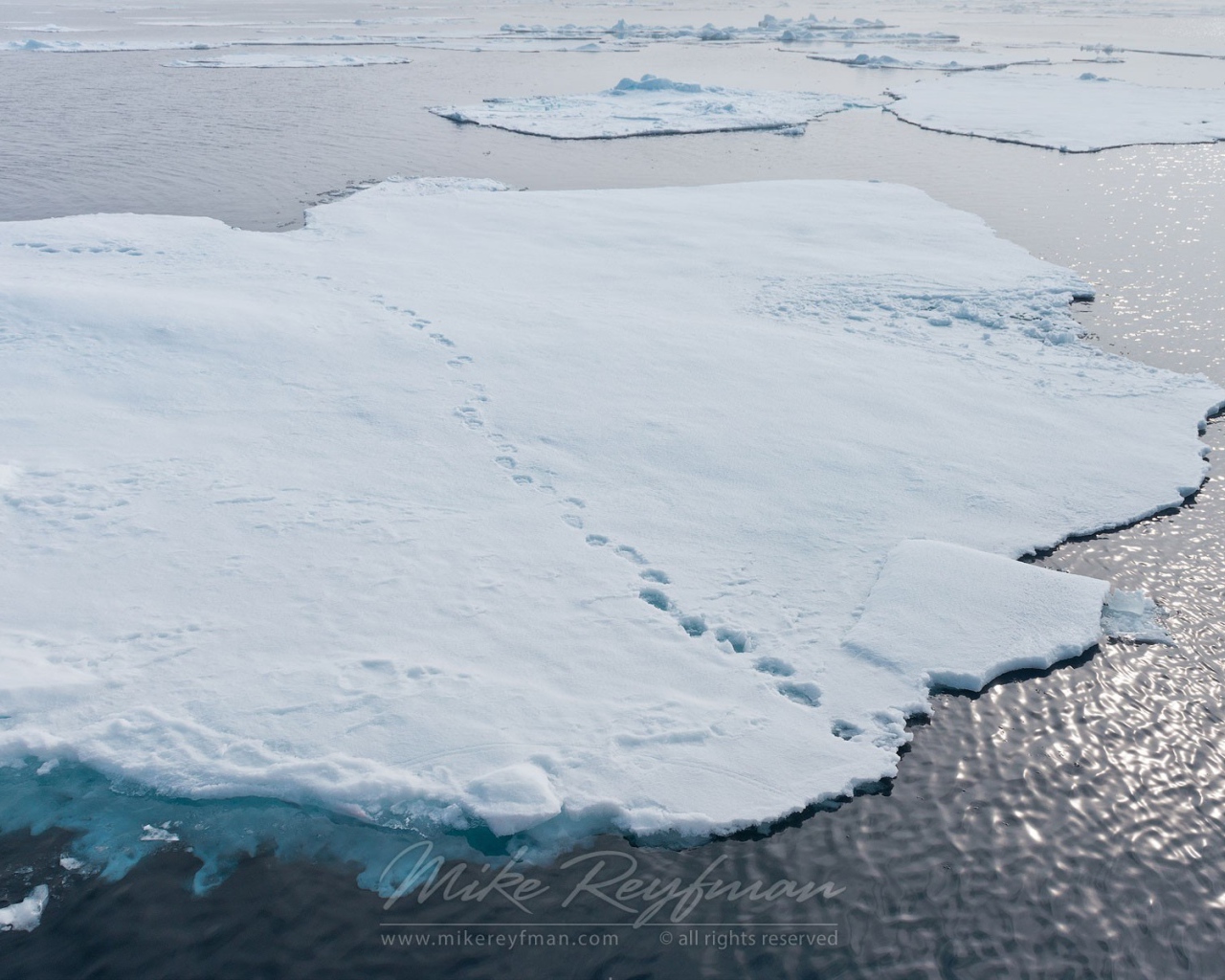 Следы зверей на отколовшихся льдинах