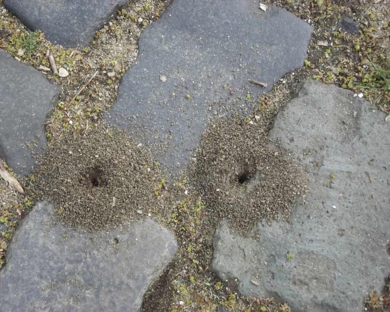 Следы земляных червей среди брусчатки