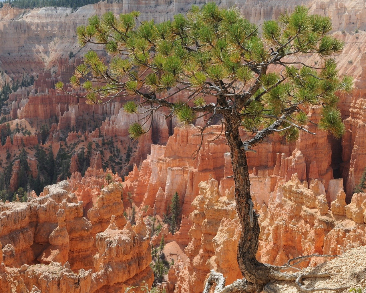 Дерево на фоне каньона Брюса
