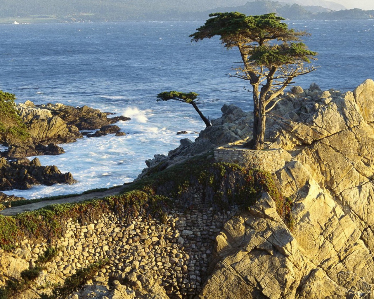 Дерево на каменной скале над морем