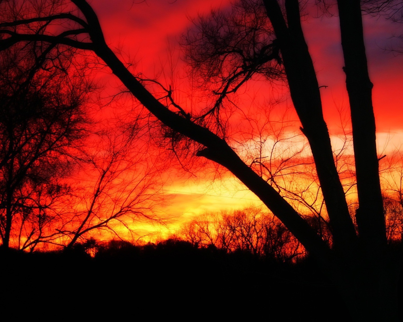 Деревья на фоне огня