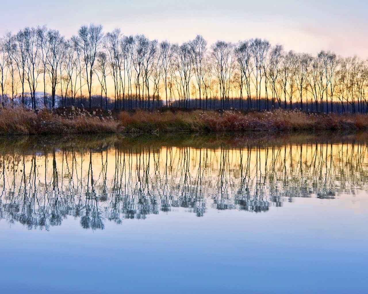 Деревья без листьев отражаются в воде