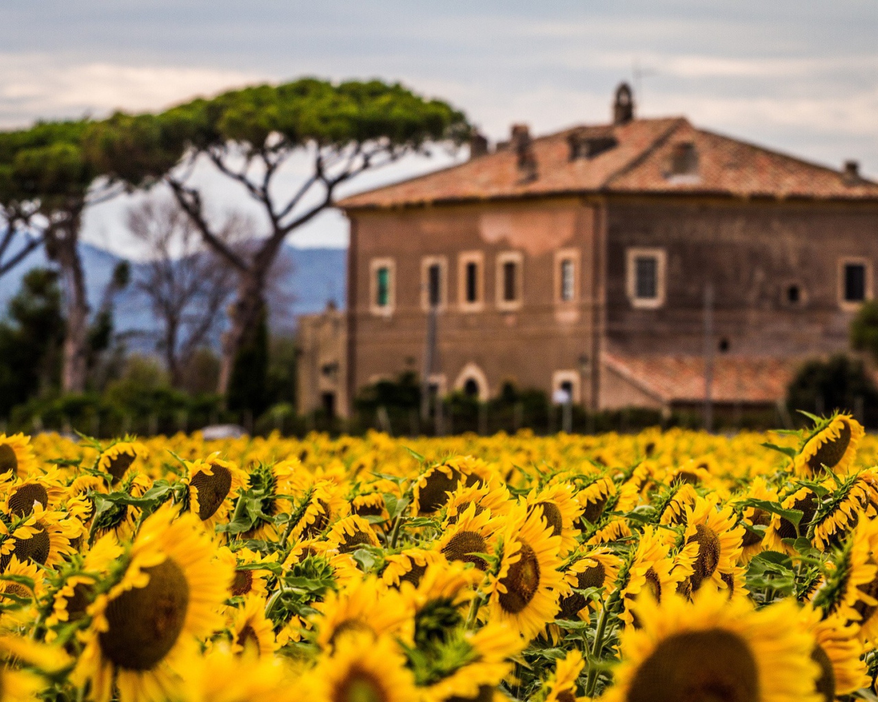Вилла позади поля подсолнухов