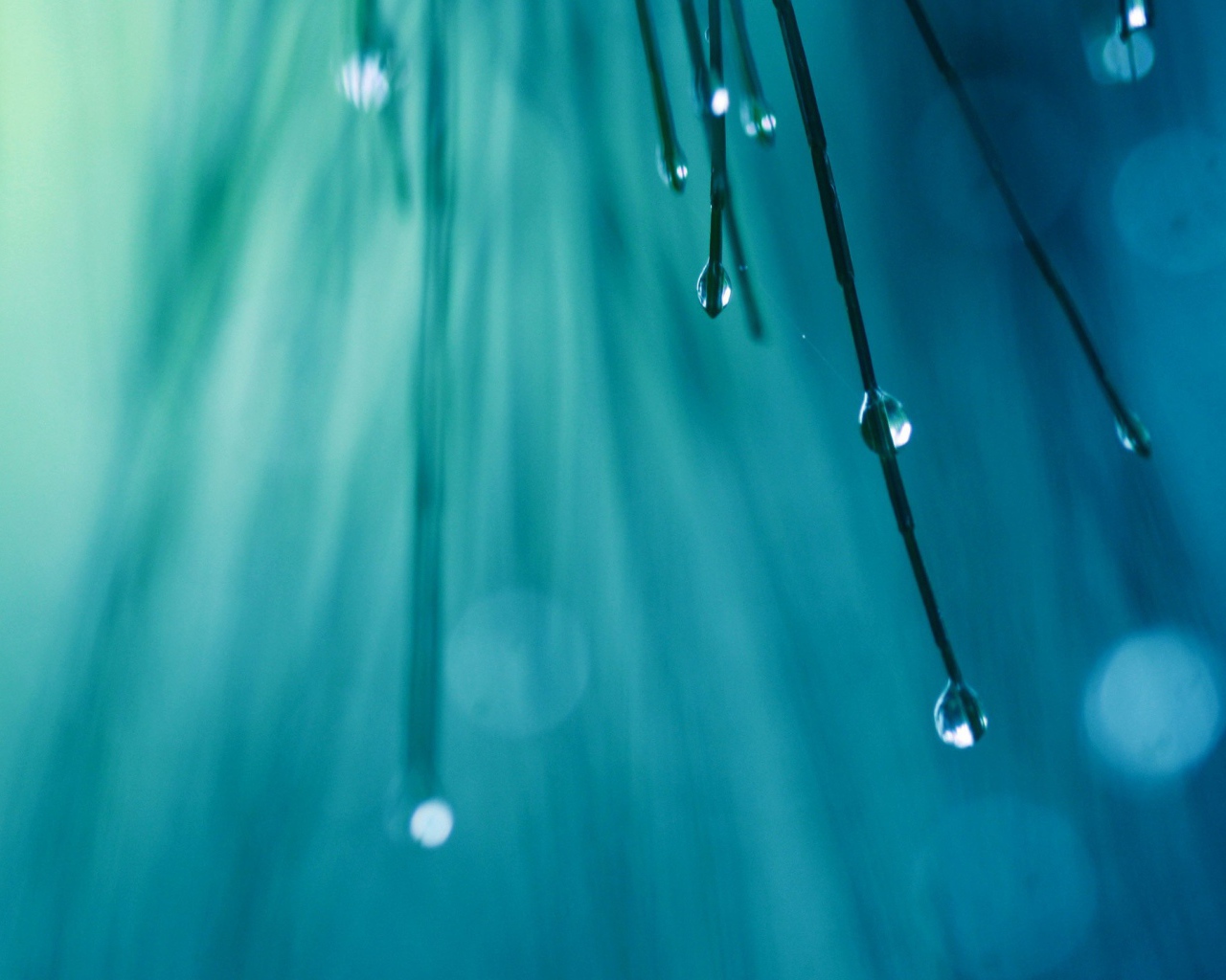 Капли воды на кончиках хвои