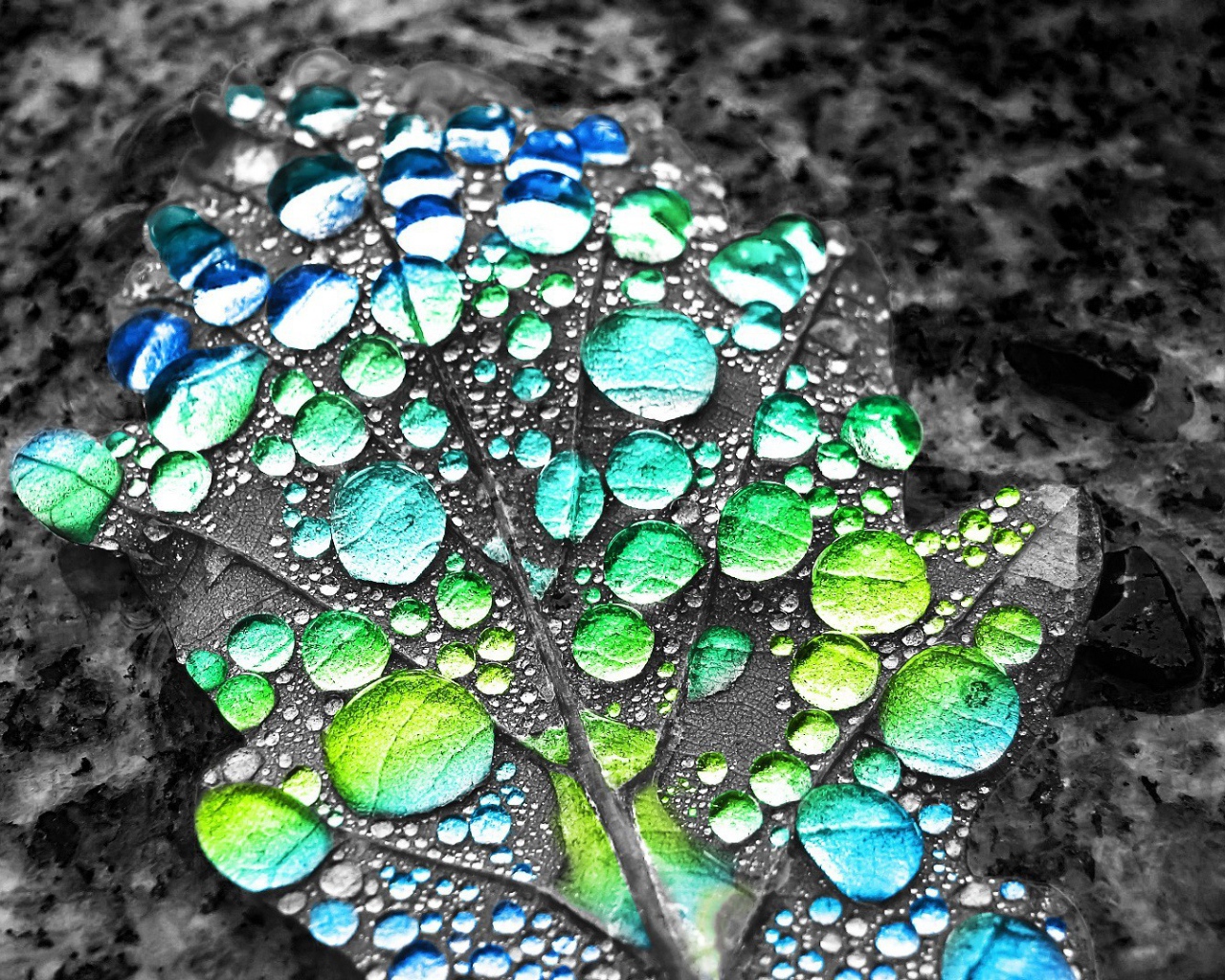 Капли воды показывают цвет листа