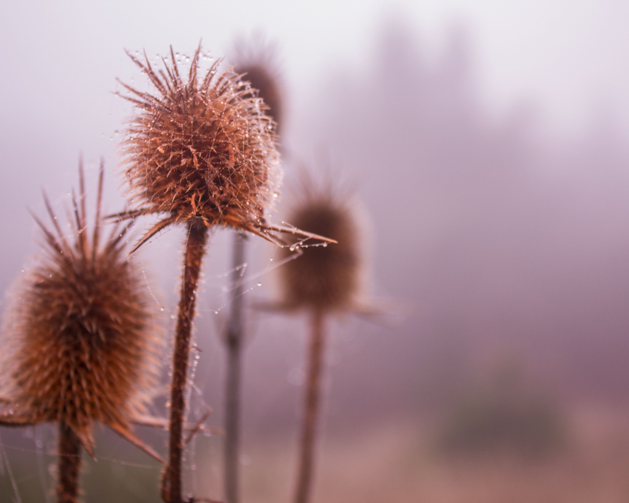 Паутина на сухих бутонах сорняков