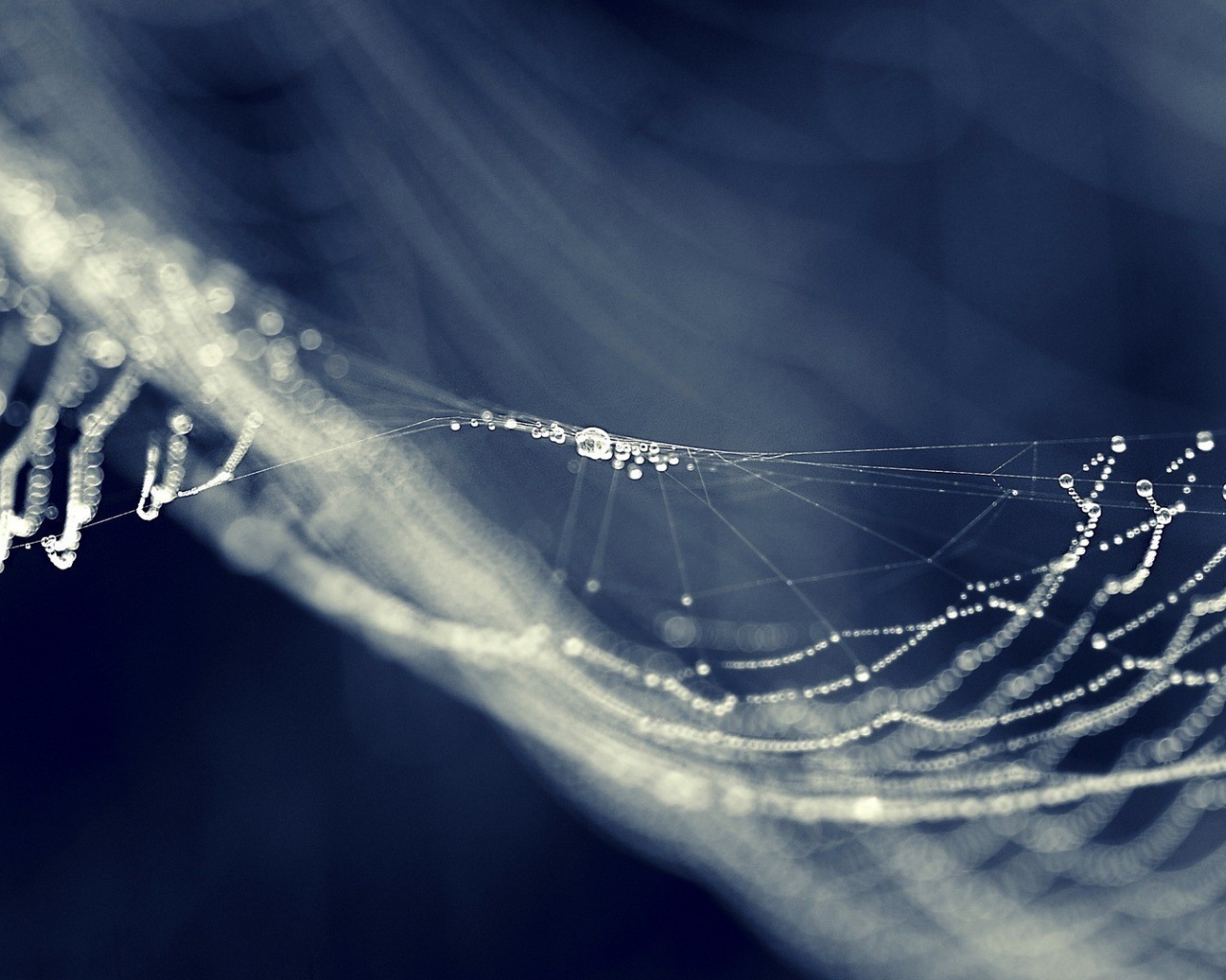 Паутина провисла от влаги