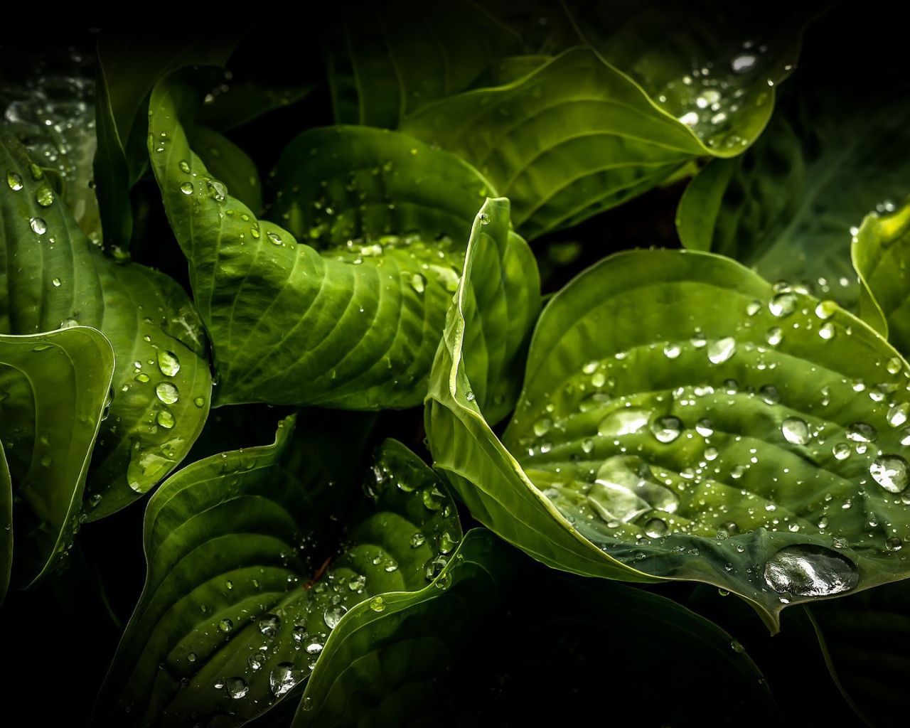 Влажные зеленые листья растений