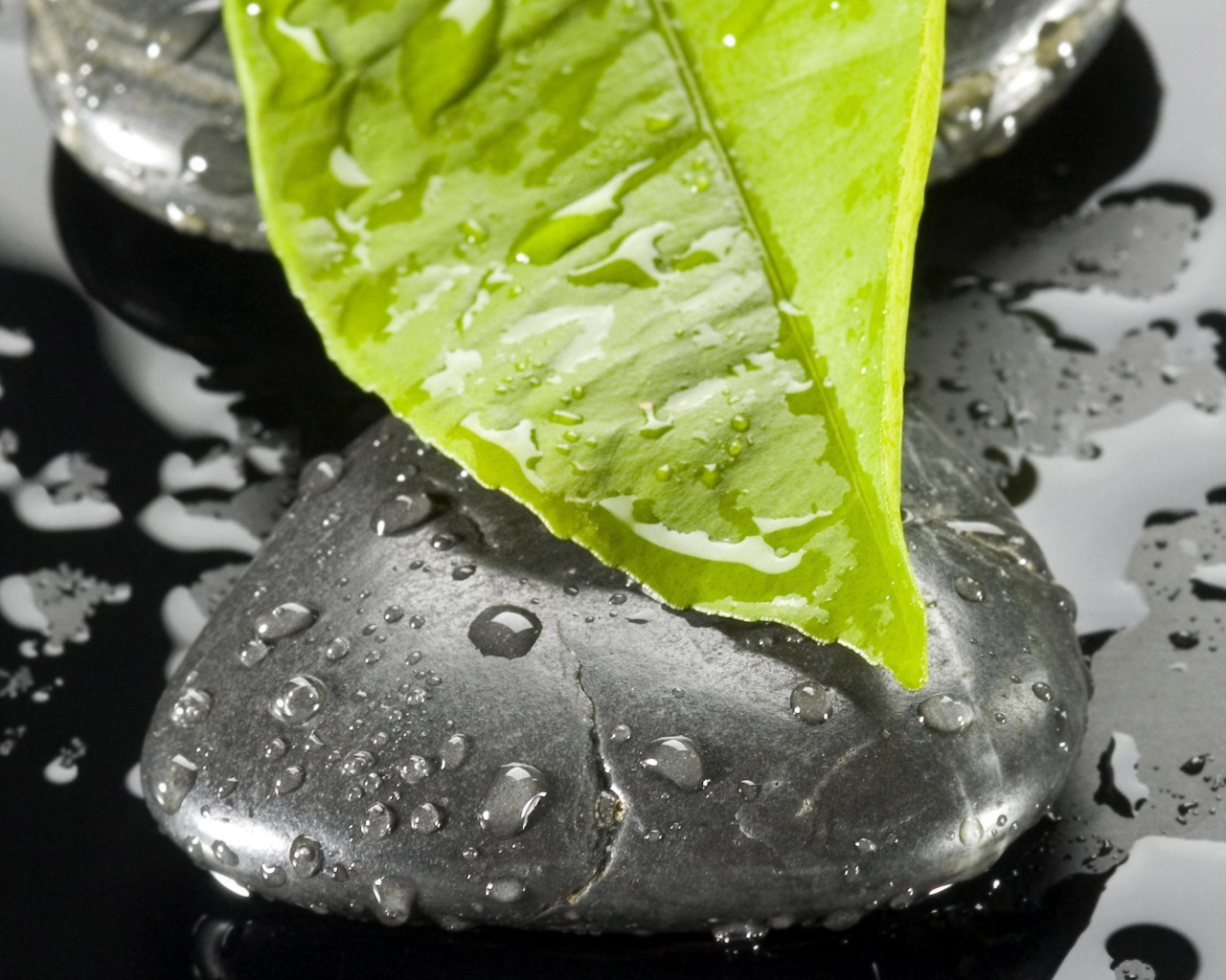 Мокрый лист на мокром черном камне