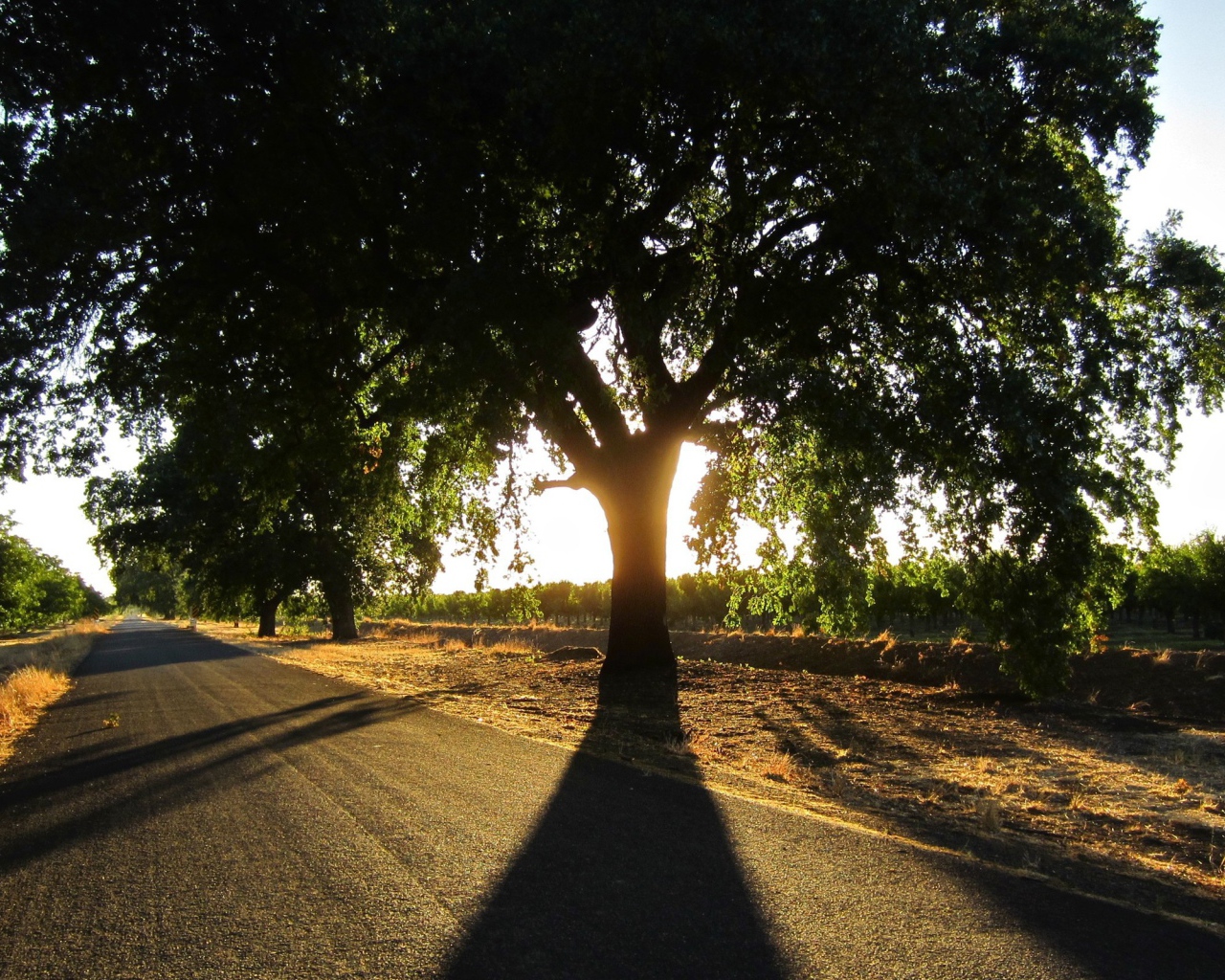Широкая крона у придорожного дерева