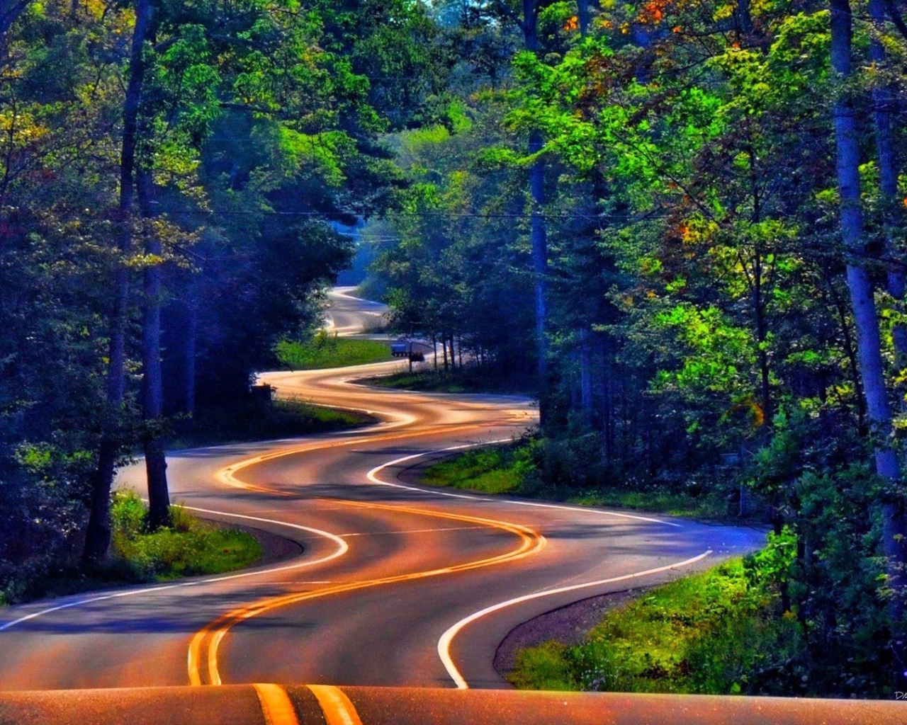 Извилистое шоссе среди леса