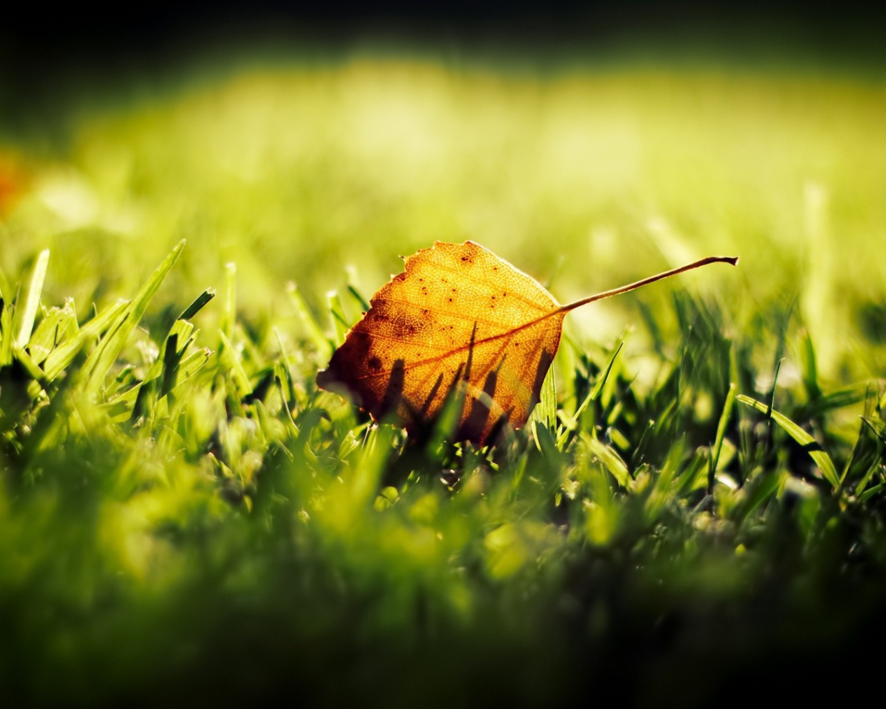 Желтый лист на зеленой траве