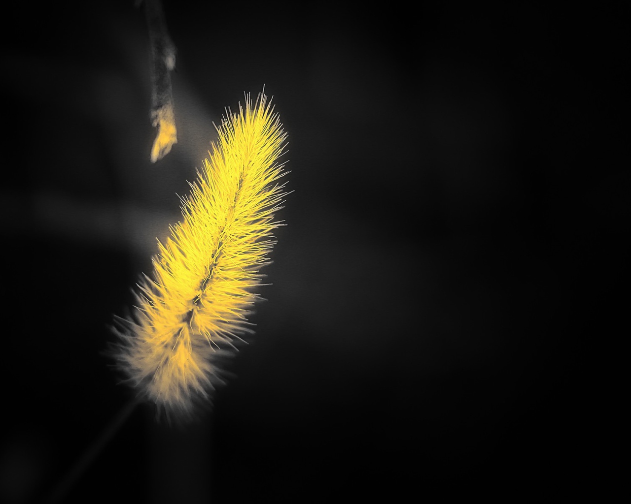 Желтый мохнатый колосок на черном фоне