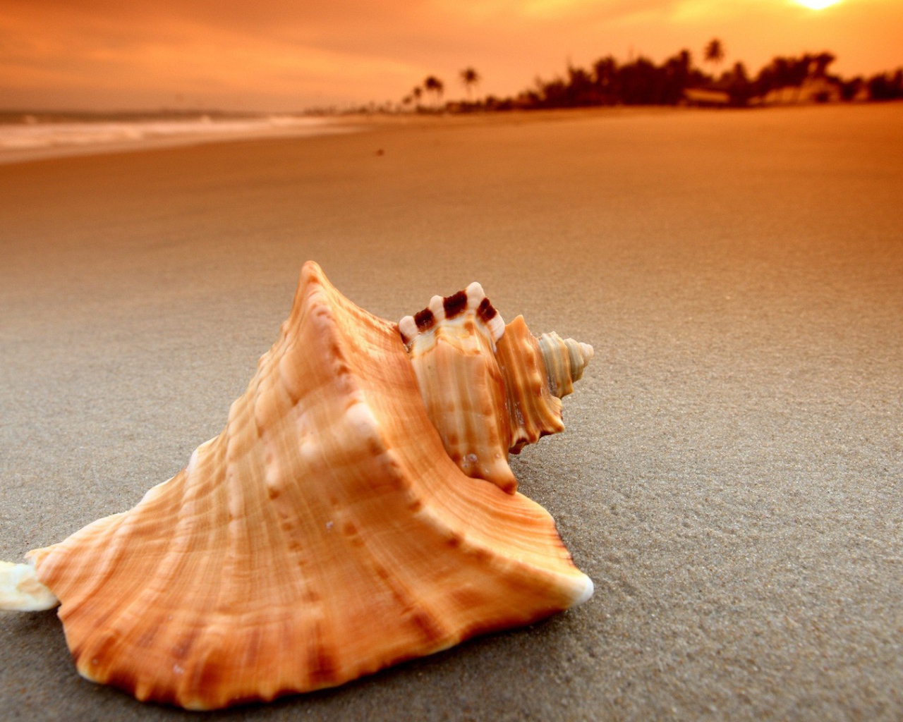 Пустая ракушка на песке пляжа