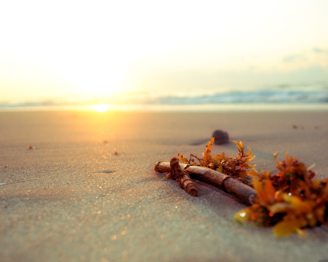 Ветку бамбука выбросило на пляж