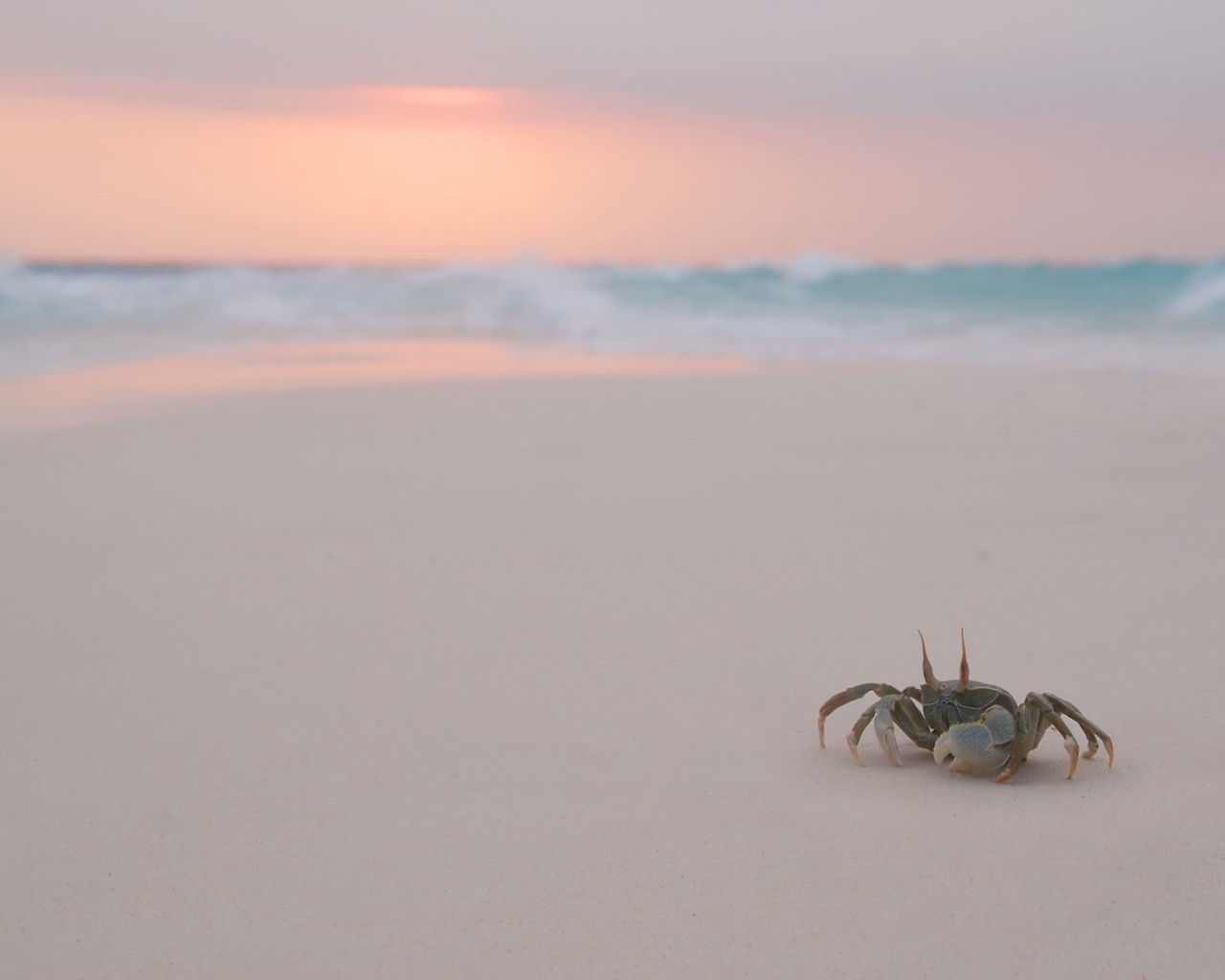 Краб на белом пляже