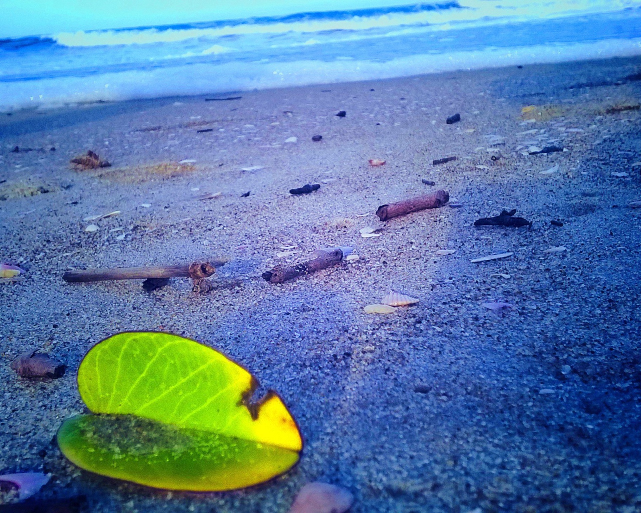 Лист растения на песке пляжа