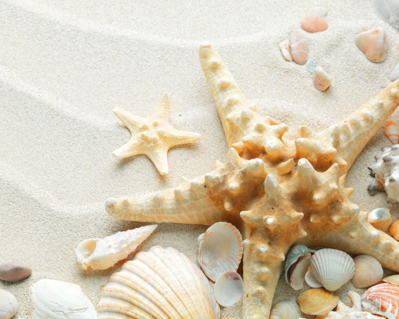 Окаменевшая звезда на пляже