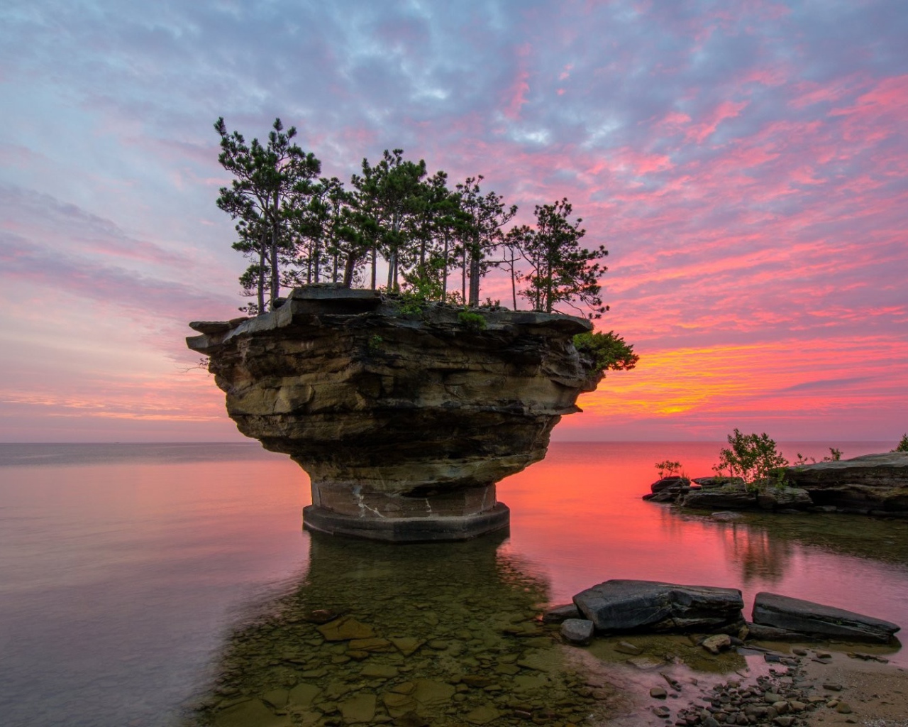 Растения на плоской прибрежной скале