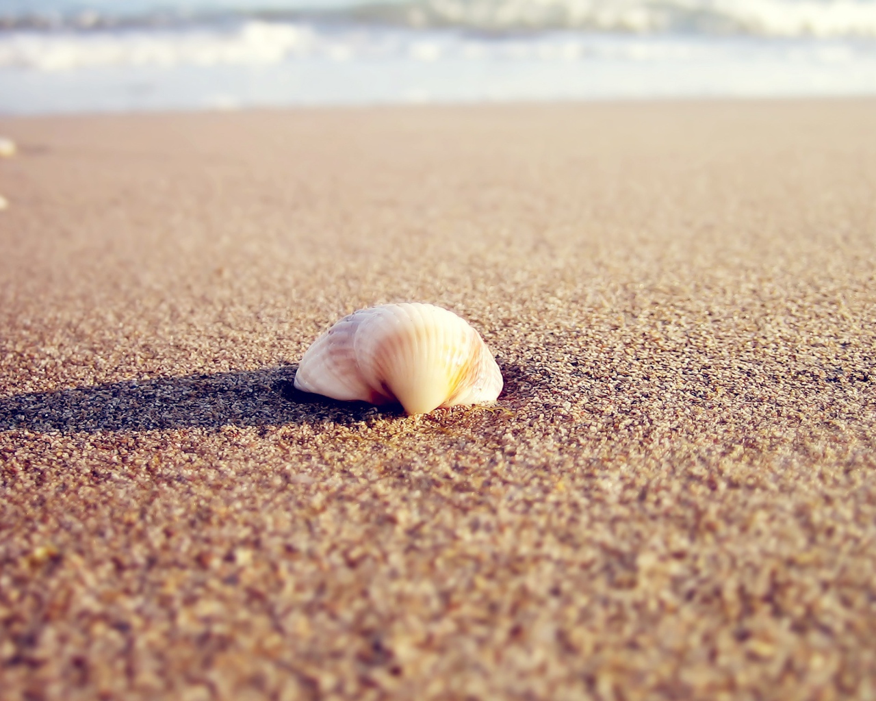 Ракушка в песке пляжа