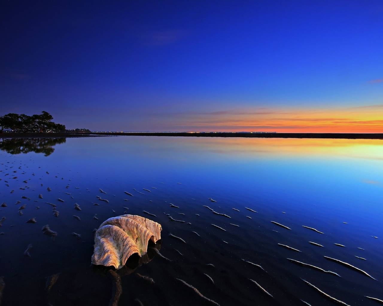 Ракушка на пляже во время прилива