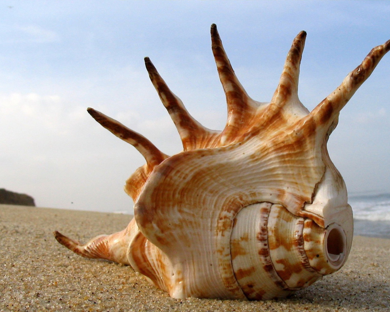 Большая раковина на пляже